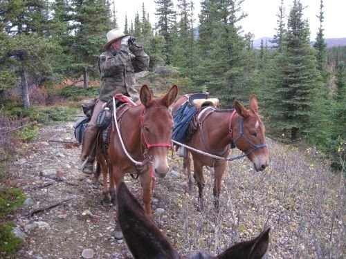 pack mules for sale